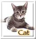 Cats in OC Shelter