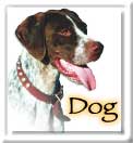 Dogs in OC Shelter