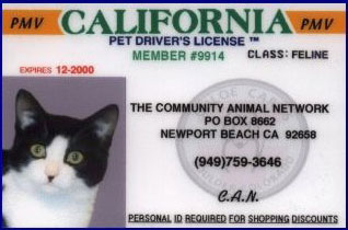 Pet Driver's License- Cat1