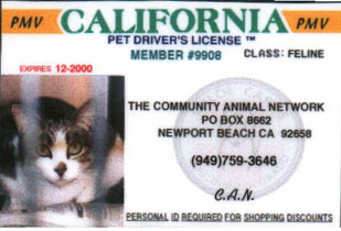 Pet Driver's License- Cat2