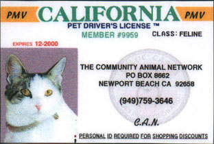 Pet Driver's License- Cat3